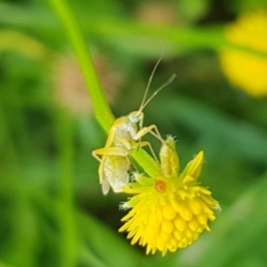 Miridae (family) at North Mitchell Grassland  (NMG) - 16 Jan 2024