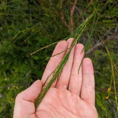 Viminaria juncea (Golden Spray) at Beecroft Peninsula, NSW - 16 Jan 2024 by WalterEgo