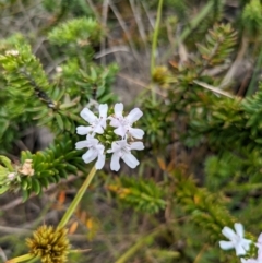 Westringia fruticosa (Native Rosemary) at Beecroft Peninsula, NSW - 16 Jan 2024 by WalterEgo