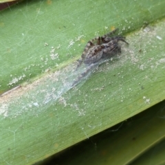 Badumna sp. (genus) (Lattice-web spider) at National Zoo and Aquarium - 16 Jan 2024 by AniseStar