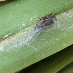 Badumna (genus) (Lattice-web spider) at National Zoo and Aquarium - 16 Jan 2024 by AniseStar