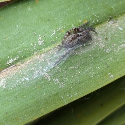 Badumna (genus) (Lattice-web spider) at National Zoo and Aquarium - 16 Jan 2024 by AniseStar
