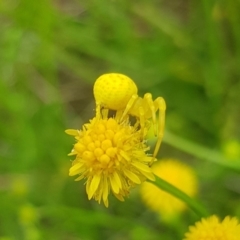 Thomisus spectabilis (Spectacular Crab Spider) at North Mitchell Grassland  (NMG) - 15 Jan 2024 by HappyWanderer