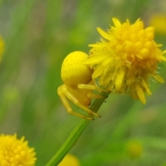 Thomisus spectabilis at North Mitchell Grassland  (NMG) - 16 Jan 2024