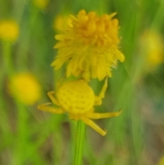 Thomisus spectabilis at North Mitchell Grassland  (NMG) - 16 Jan 2024 09:41 AM