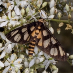 Amata (genus) (Handmaiden Moth) at The Pinnacle - 12 Jan 2024 by AlisonMilton