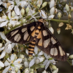 Amata (genus) at The Pinnacle - 12 Jan 2024