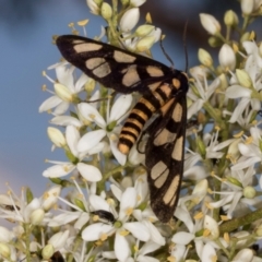 Amata (genus) at The Pinnacle - 12 Jan 2024