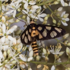 Amata (genus) at The Pinnacle - 12 Jan 2024 09:13 AM