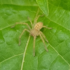 Sparassidae (family) (A Huntsman Spider) at North Mitchell Grassland  (NMG) - 15 Jan 2024 by HappyWanderer