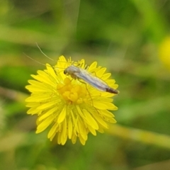 Chironomidae (family) (Non-biting Midge) at Budjan Galindji (Franklin Grassland) Reserve - 15 Jan 2024 by HappyWanderer