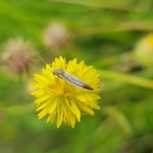 Chironomidae (family) at North Mitchell Grassland  (NMG) - 16 Jan 2024