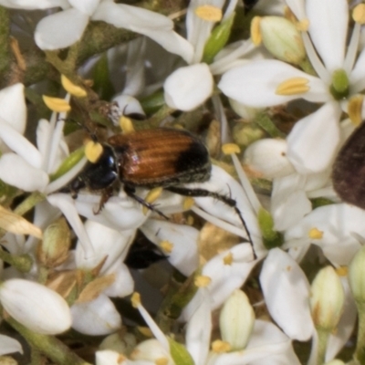 Phyllotocus navicularis (Nectar scarab) at The Pinnacle - 11 Jan 2024 by AlisonMilton