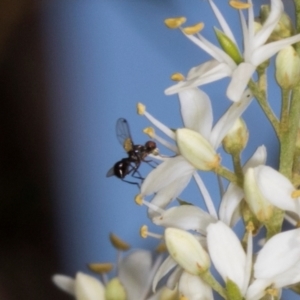 Parapalaeosepsis plebeia at The Pinnacle - 12 Jan 2024