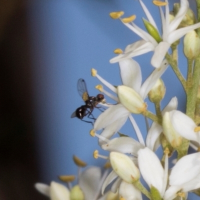 Parapalaeosepsis plebeia (Ant fly) at The Pinnacle - 12 Jan 2024 by AlisonMilton