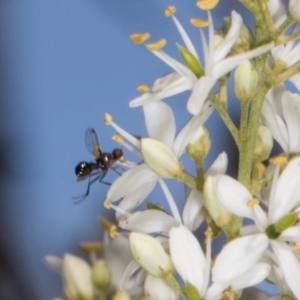 Parapalaeosepsis plebeia at The Pinnacle - 12 Jan 2024 09:13 AM