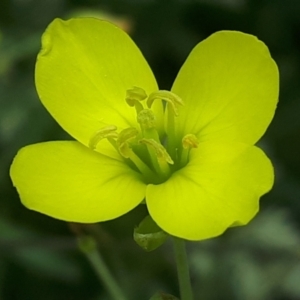 Diplotaxis tenuifolia at Yaouk, NSW - 15 Jan 2024