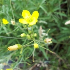 Diplotaxis tenuifolia at Yaouk, NSW - 15 Jan 2024