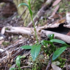 Pterostylis scabrida (Rough Greenhood) at Cradle Mountain, TAS - 6 Jan 2024 by BethanyDunne