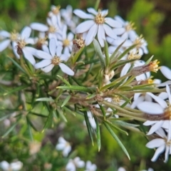 Olearia pinifolia (Pine-leaf Daisy Bush) at West Coast, TAS - 6 Jan 2024 by BethanyDunne