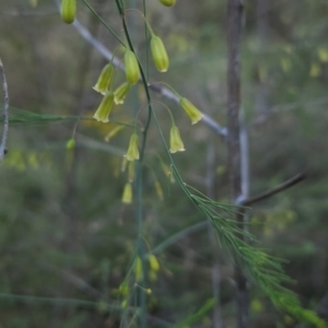 Asparagus officinalis at Cooleman Ridge - 11 Jan 2024 07:47 PM