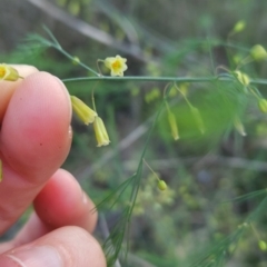 Asparagus officinalis at Cooleman Ridge - 11 Jan 2024 07:47 PM