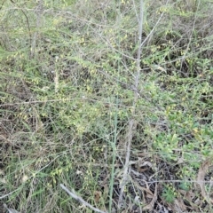 Asparagus officinalis at Cooleman Ridge - 11 Jan 2024 07:47 PM