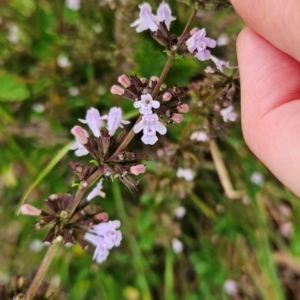 Stachys arvensis at Cooleman Ridge - 16 Jan 2024