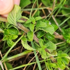 Stachys arvensis at Cooleman Ridge - 16 Jan 2024