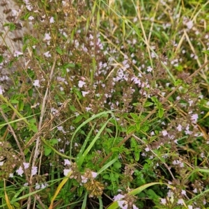 Stachys arvensis at Cooleman Ridge - 16 Jan 2024