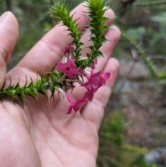 Woollsia pungens at Beecroft Peninsula, NSW - 16 Jan 2024 by WalterEgo