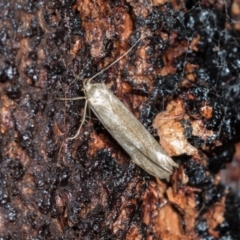 Unidentified Concealer moth (Oecophoridae) at Higgins, ACT - 16 Nov 2023 by AlisonMilton