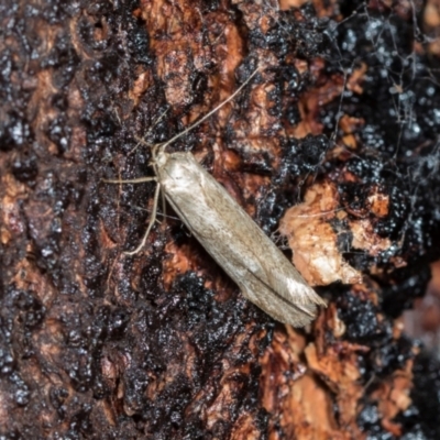 Unverified Concealer moth (Oecophoridae) at Higgins, ACT - 16 Nov 2023 by AlisonMilton