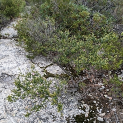 Leptospermum rotundifolium (Round Leaf Teatree) at Beecroft Peninsula, NSW - 16 Jan 2024 by WalterEgo