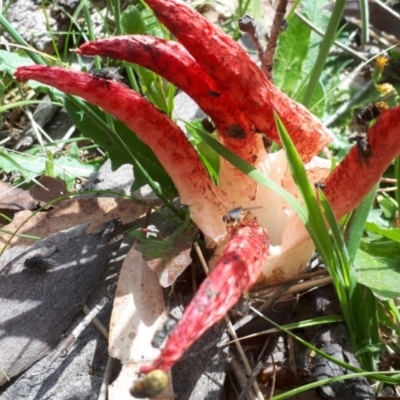 Clathrus archeri (Seastar Stinkhorn) at Yaouk, NSW - 6 Jan 2024 by Janet