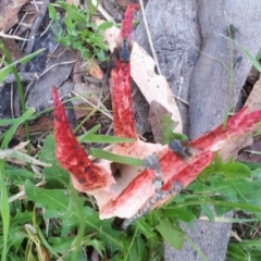 Clathrus archeri at Yaouk, NSW - 7 Jan 2024