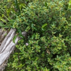 Olearia tomentosa (Toothed Daisy Bush) at Jervis Bay Marine Park - 16 Jan 2024 by WalterEgo