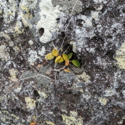 Dockrillia linguiformis (Thumb-nail Orchid) at Beecroft Peninsula, NSW - 16 Jan 2024 by WalterEgo