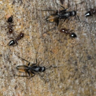 Camponotus aeneopilosus (A Golden-tailed sugar ant) at Higgins, ACT - 3 Dec 2023 by AlisonMilton