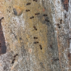 Crematogaster sp. (genus) (Acrobat ant, Cocktail ant) at Higgins, ACT - 3 Dec 2023 by AlisonMilton
