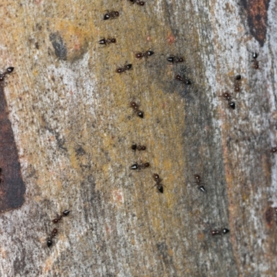 Crematogaster sp. (genus) (Acrobat ant, Cocktail ant) at Higgins, ACT - 3 Dec 2023 by AlisonMilton