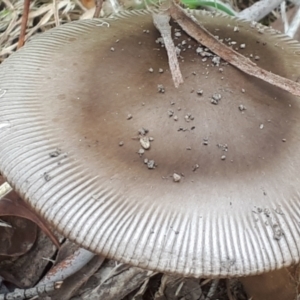 Amanita sp. at Yaouk, NSW - 7 Jan 2024