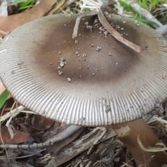 Amanita sp. at Yaouk, NSW - suppressed