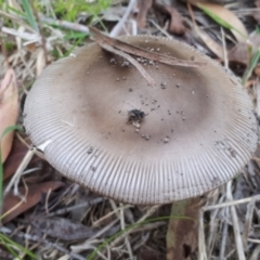 Amanita sp. at Yaouk, NSW - 7 Jan 2024