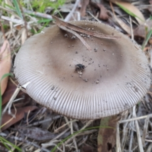 Amanita sp. at Yaouk, NSW - suppressed