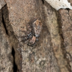 Servaea incana (Hoary Servaea) at Higgins, ACT - 3 Dec 2023 by AlisonMilton