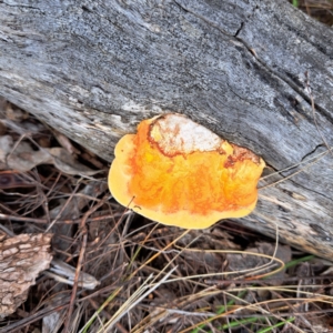 Piptoporus australiensis at The Fair, Watson - 16 Jan 2024 03:09 PM