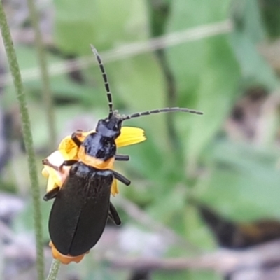 Chauliognathus lugubris (Plague Soldier Beetle) at Yaouk, NSW - 15 Jan 2024 by Janet