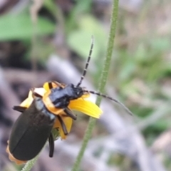 Chauliognathus lugubris at Yaouk, NSW - suppressed