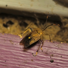 Poecilometis strigatus (Gum Tree Shield Bug) at QPRC LGA - 16 Jan 2024 by Csteele4